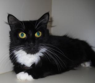 Hershy pet of the week, cape ann animal aid