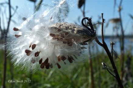 Asclepias syriaca