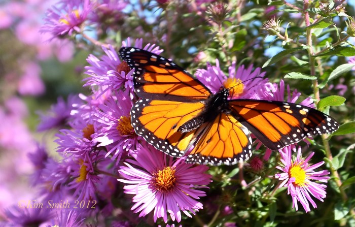Monarch Butterfly ©Kim Smith 2012-1