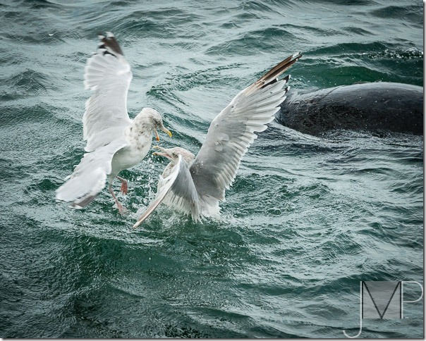 Monteferrante_J_Seagull Fight and Harbor Seal