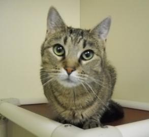 pet of the week, cape ann animal aid
