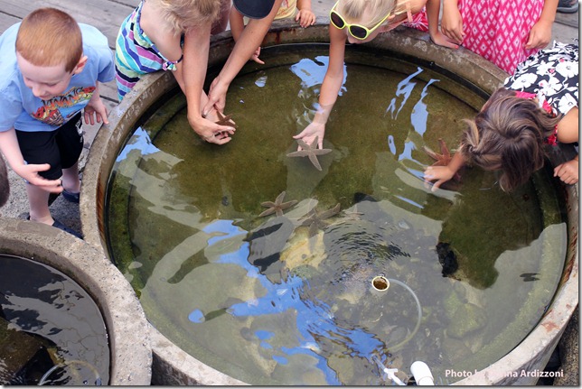 September 1, 2012 Starfish