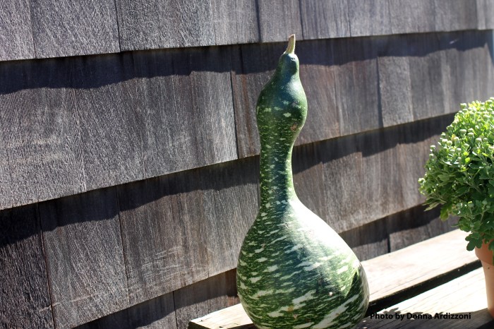 September 23, 2012 goose gourd