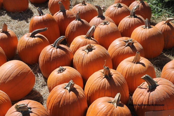 September 23, 2012 pumpkin Patch