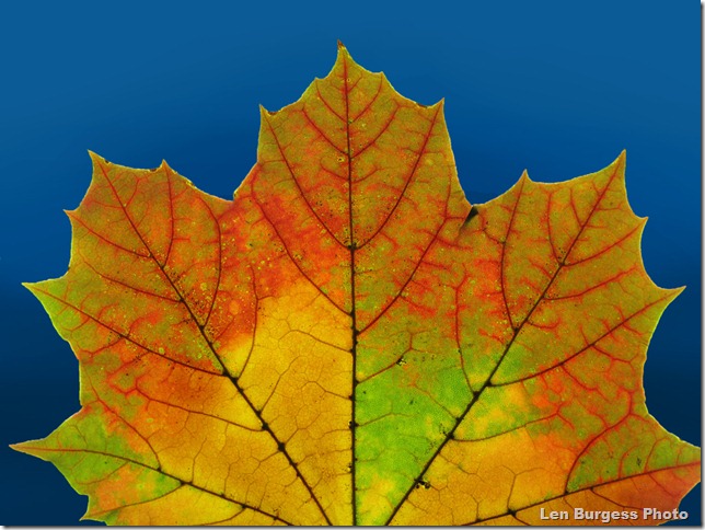 fallLeafMacro3_4250