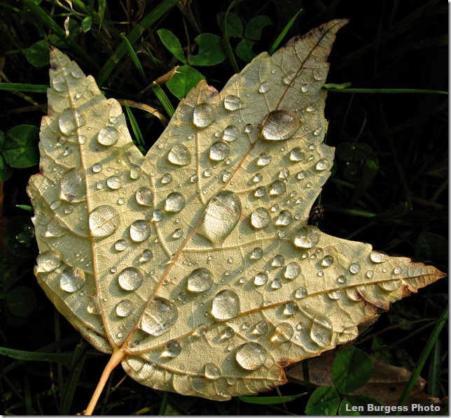 FallLeafWtrDrops_4338