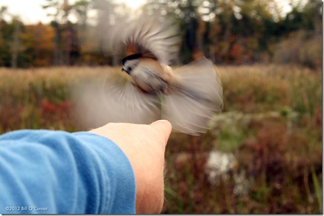 Flutter From Bill O’Connor – Good Morning Gloucester