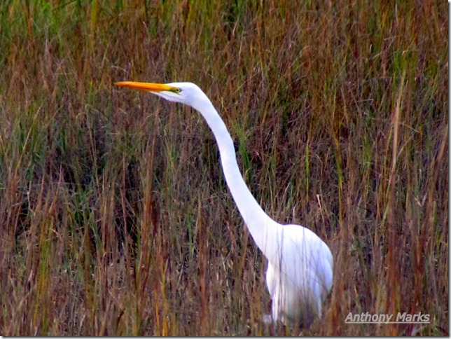 Egret
