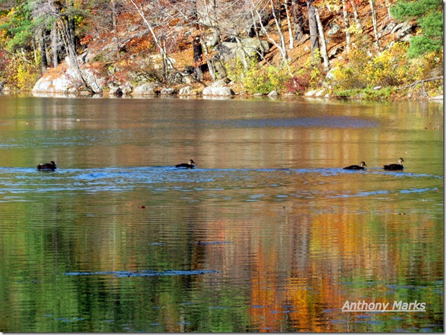 Ducks In A Row  Buswell's Pond