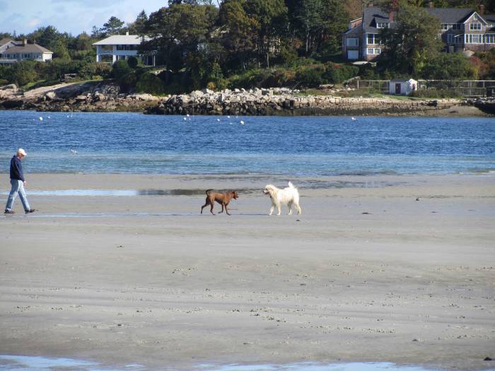 IMG_3336 wingaersheek beach, dogs