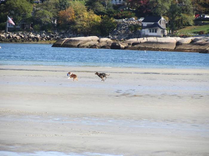 IMG_3338 wingaersheek beach, dogs