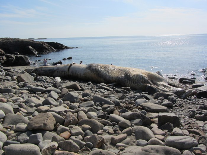 whale, rockport ma