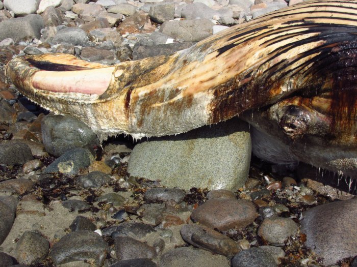 whale, washed ashore, rockport