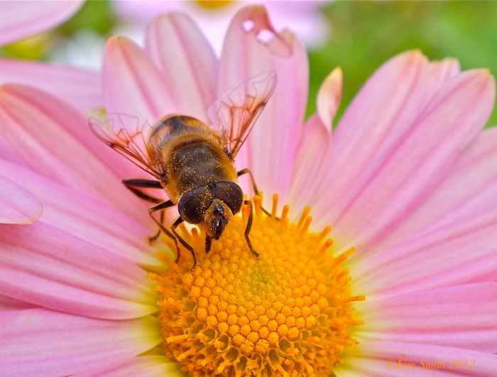 Chrysanthemum ' Single Apricot Korean'
