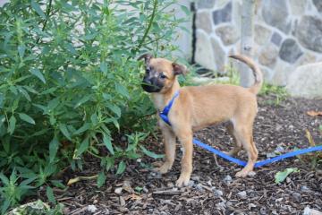 pet of the week, Loki, Cape Ann Animal Aid