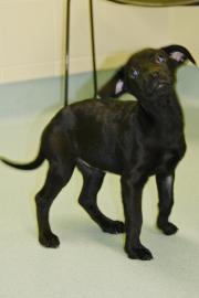 Mayari pet of the week, mayari, cape ann animal aid