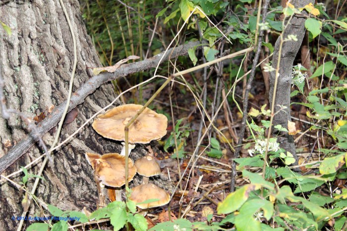 October 8, 2012 Alice in Wonderland mushrooms