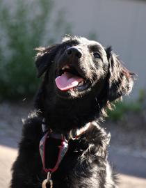 pet of the week, ringo, cape ann animal aid