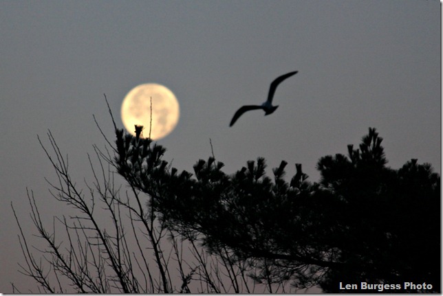 Moon&Gull_4891