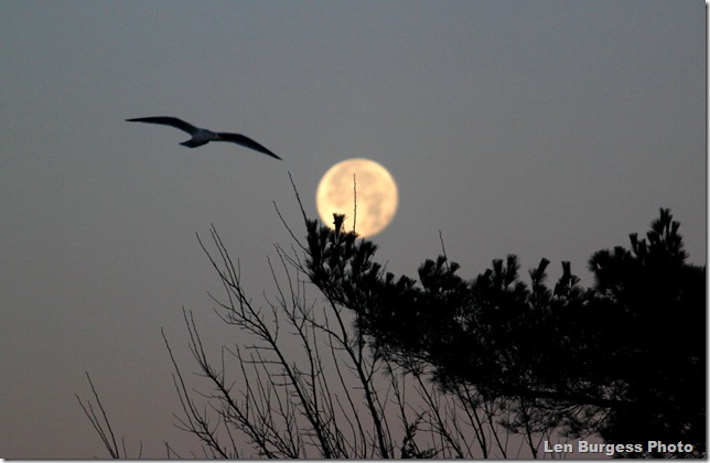 Moon&Gull_4892
