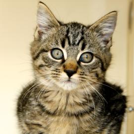 pet of the week, porter, kitten for adoption