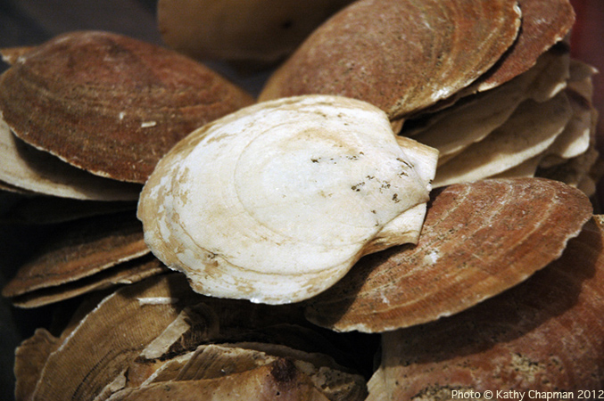 ChapmanSeaScallopsShells