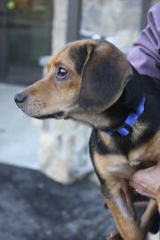 chester, pet of the week, cape ann animal aid