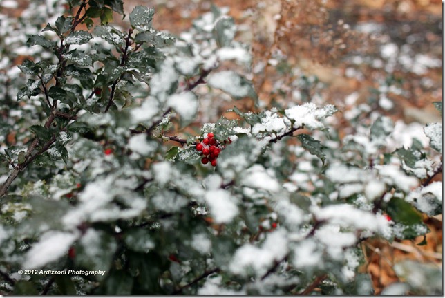 December 1, 2012 snow on the wreath with red berries