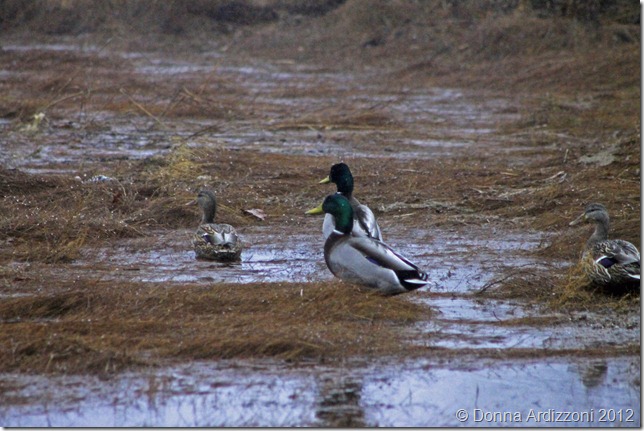 December 17, 2012 Ducks and rainy day