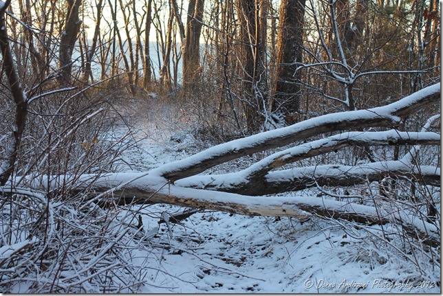 December 28, 2012 If a tree falls in the woods
