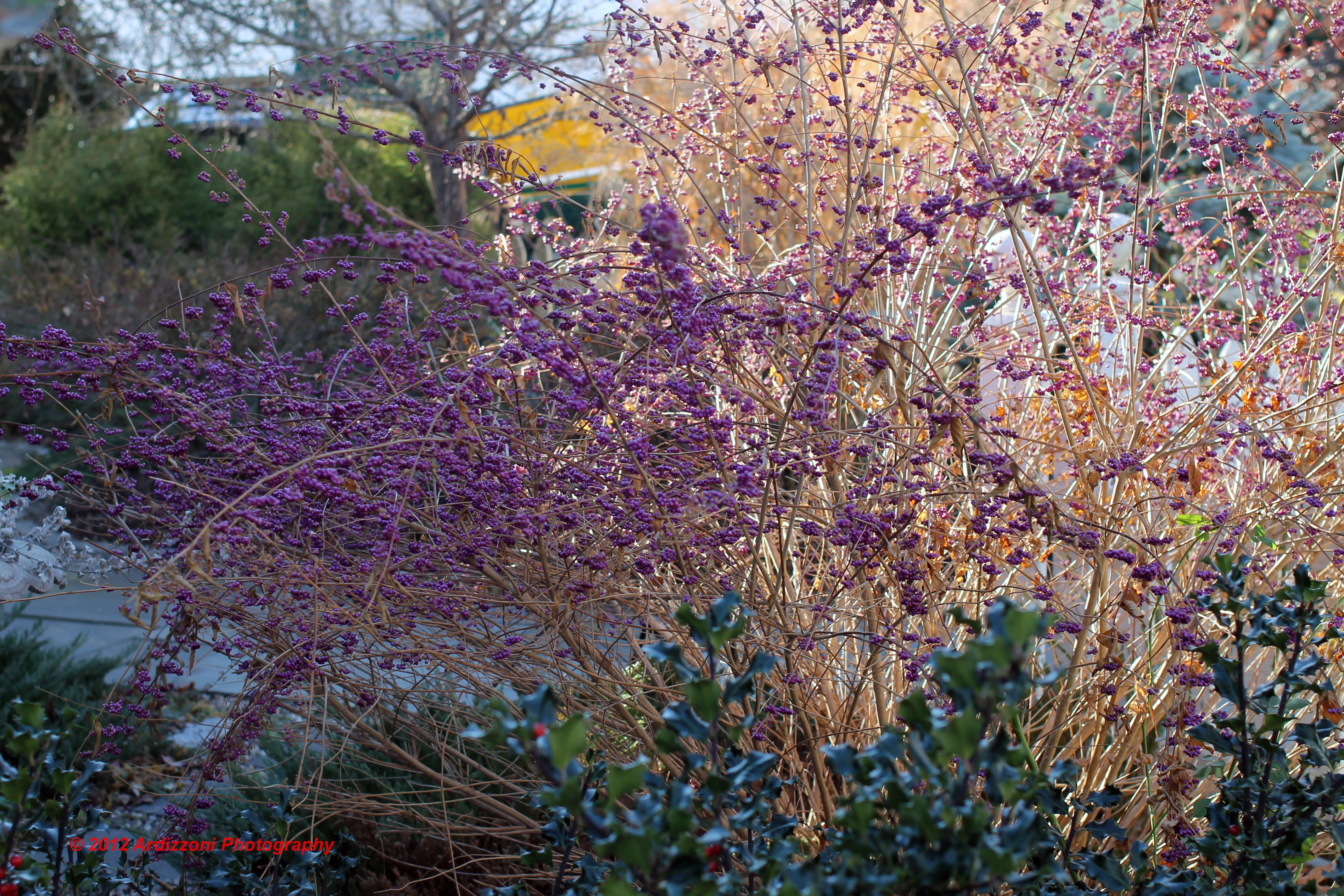 December 3, 2012 on a warm December day