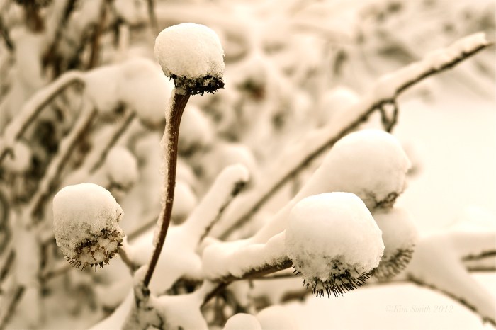 Harbor Walk Dawn Winter -10©Kim Smith 2012