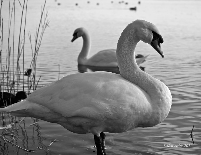 Swans Niles Pond-1 ©KIm Smith 2012