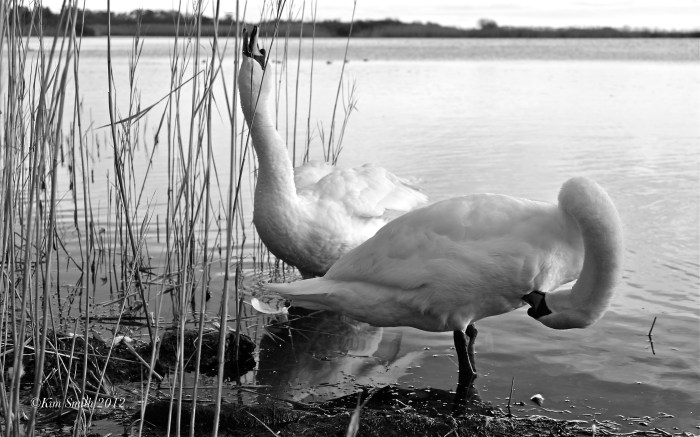 Swans Niles Pond ©KIm Smith 2012