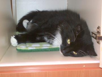 timmy, pet of the week, cape ann animal aid