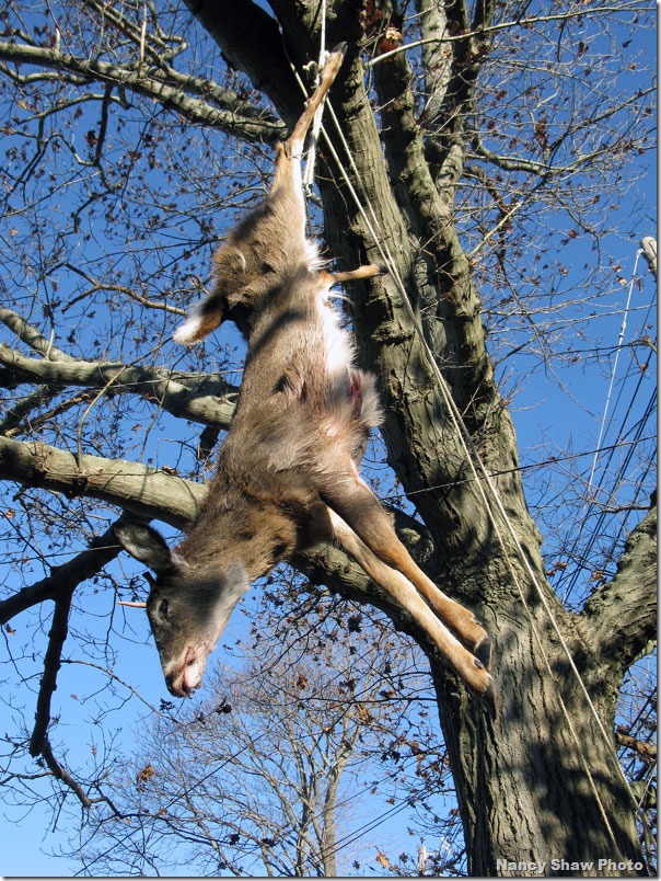 webdeerhangingintreeLanesville1656