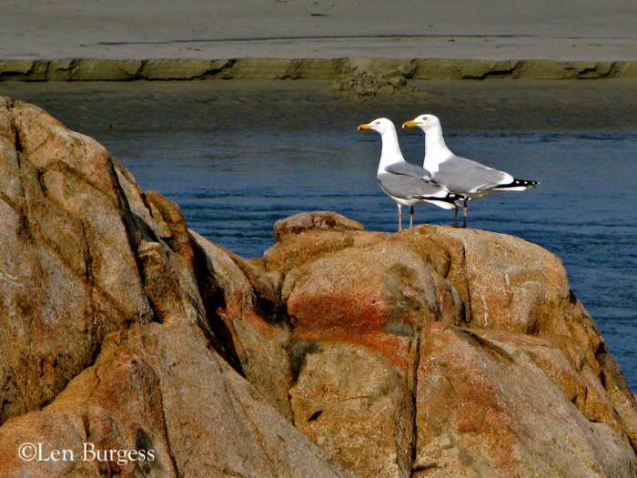 2Gulls(©)_3421