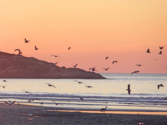 A flock of gulls at sunrise.