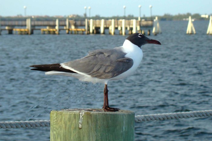 Laughing Gull (summer plumage) at Dolphin Bar, Jensen Beach