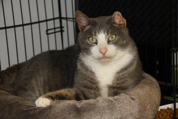 pet of the week, cat, kitty