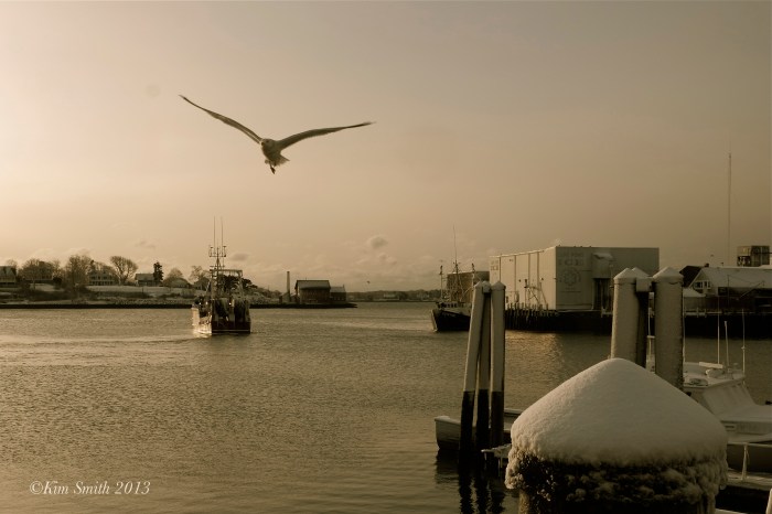 Gloucester Seagull  ©Kim Smith 2013-1