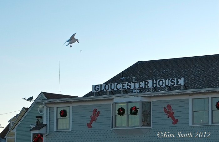Gloucester Seagull  ©Kim Smith 2013-3.