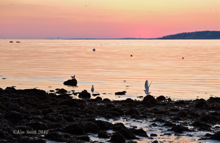 Gloucester Seagull  ©Kim Smith 2013-4