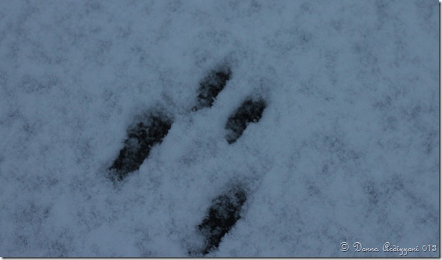 Janaury 16, 2013 hope this is not a squirrel