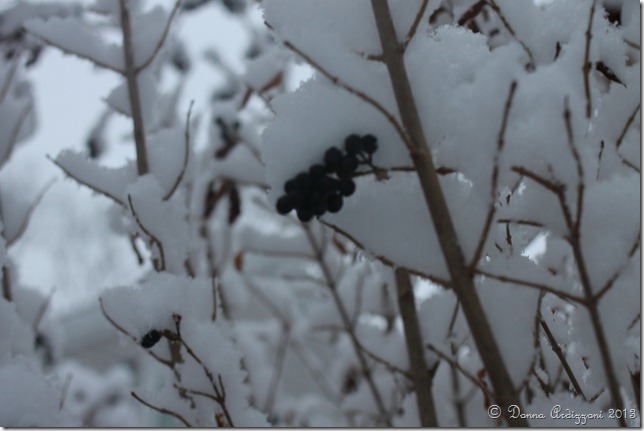 Janaury 16, 2013 winter berry