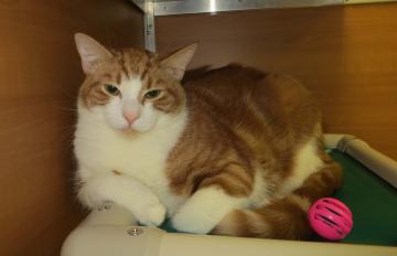 tigger, pet of the week, kitty