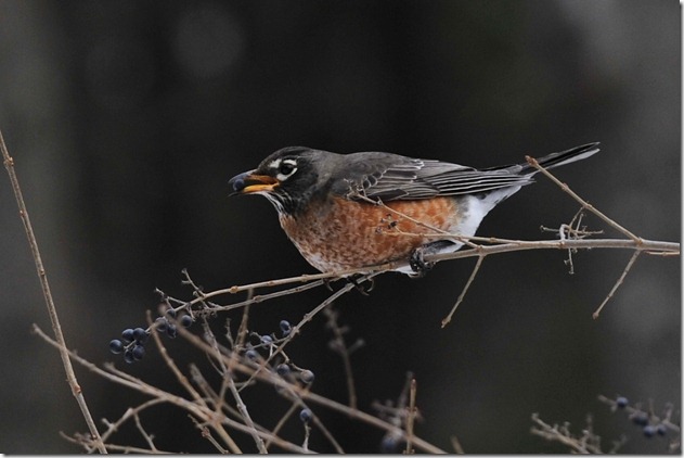 2013 jan winter robins&sparrow 017