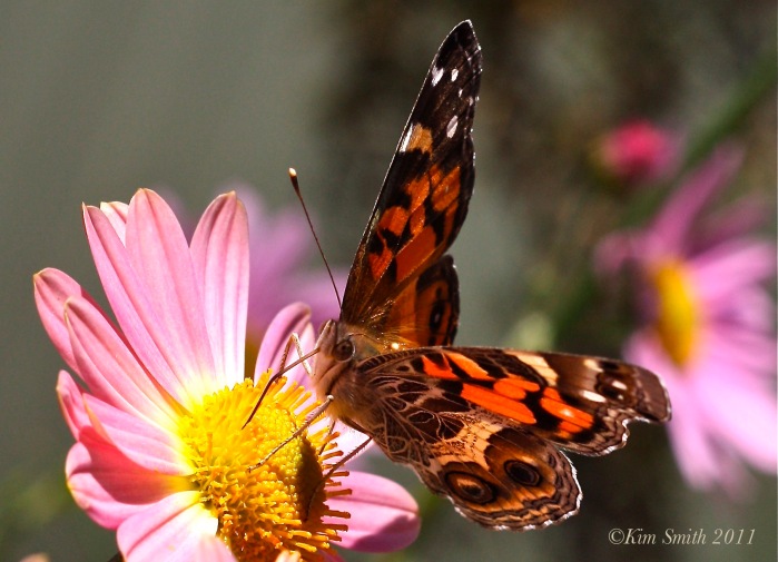 American Lady Butterfly Korean Daisy gKim Smith 2013