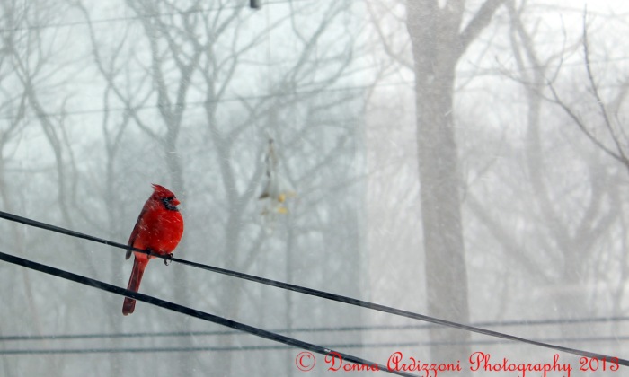 February 17, 2013 bird on a wire