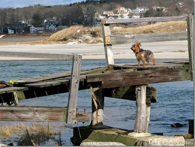 GdHrbrBrdge-Dog_6047